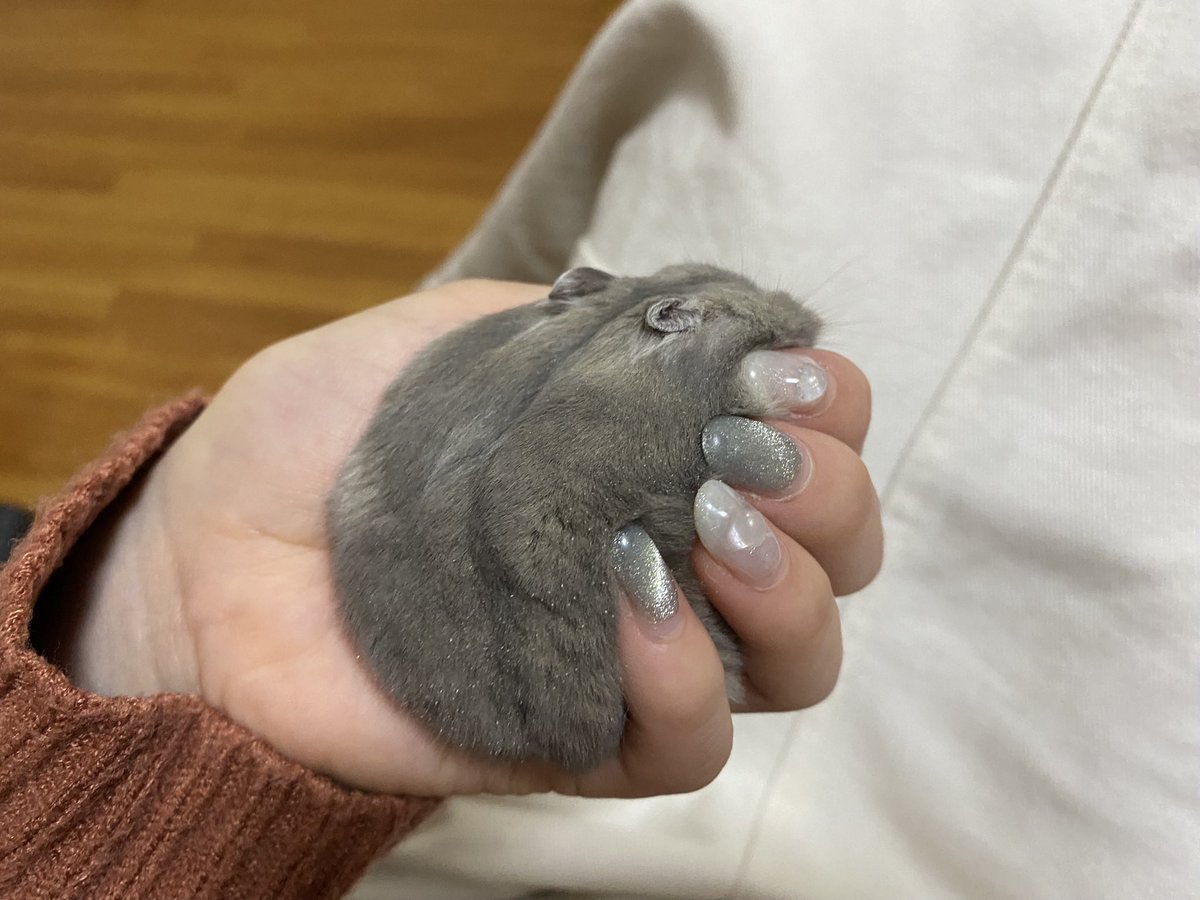haru02029's tweet photo. 温かいね🐹☺️
#ハムスター　#ぼっち https://t.co/y01PiIEMCe