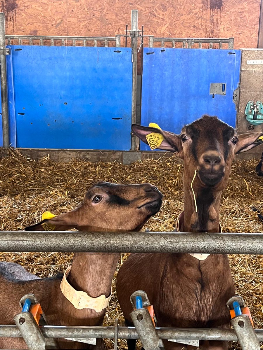 EleveursChevres's tweet image. Les journées portes ouvertes de la Ferme Du Pradel ont réuni environ 500 personnes ✅️ 
C'est un moment important de rencontre des acteurs de la filiere #caprine 🐐
La FNEC était présente en tant que membre fondateur de la ferme expérimentale