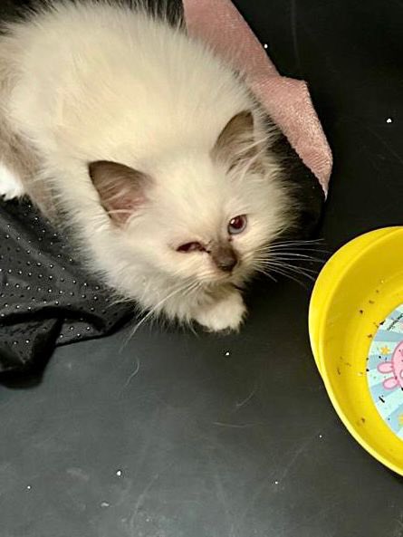 🔴 #BienEtre #Animal | Opération conjointe de la direction de la Protection des Populations de @prefet95, avec le groupement de gendarmerie du Val d’Oise et les services de la Mutualité Sociale Agricole à Nerville-la-Forêt dans un élevage de chiens et de chats.

❌