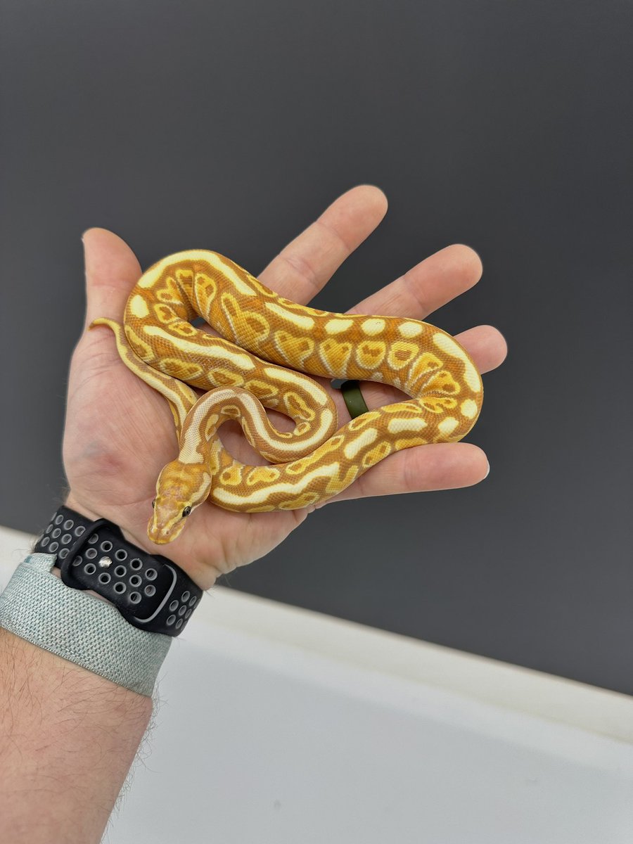 This Special Hurricane SN CG het Clown is next level!!