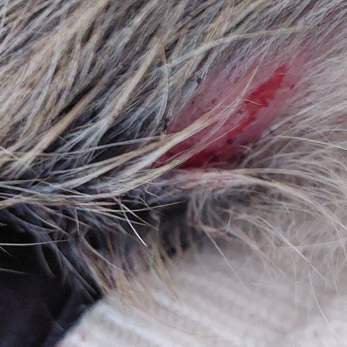 Habe weitere schlechte Nachrichten.
Joli wurde heute von einem Schäferdobermann Hund angegriffen und am Bauch gebissen worden.
Werde mit Joli um 18.45 Uhr zum Notfall gehen.