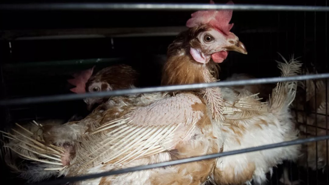 Ci sono aziende mooolto più avanti di altre!

Se ci segui già lo sai: quello che vogliamo è un mondo senza alcuno sfruttamento animale, ma dobbiamo fare i conti con la realtà, fino a quando ci sarà consumo di carne e derivati ci saranno animali che vengono sfruttati.

E questi