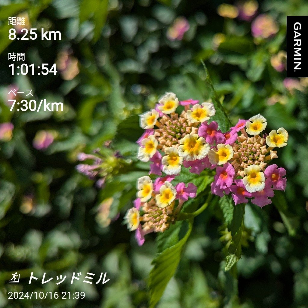 順調に練習こなしてます
#ジョギング #ランニング
#多摩川河川敷
#ランニング好きと繋がりたい
