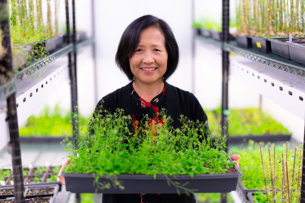 IowaStateUNews's tweet photo. An Iowa State biologist received a $1.8 million grant to study a gene that affects both how plants grow and how they respond to environmental threats. Unraveling the balancing act between fortifying and flourishing could help make crops more resilient. 
🗞️https://t.co/hA6no8uuf5 https://t.co/bmYJ0k2BKJ