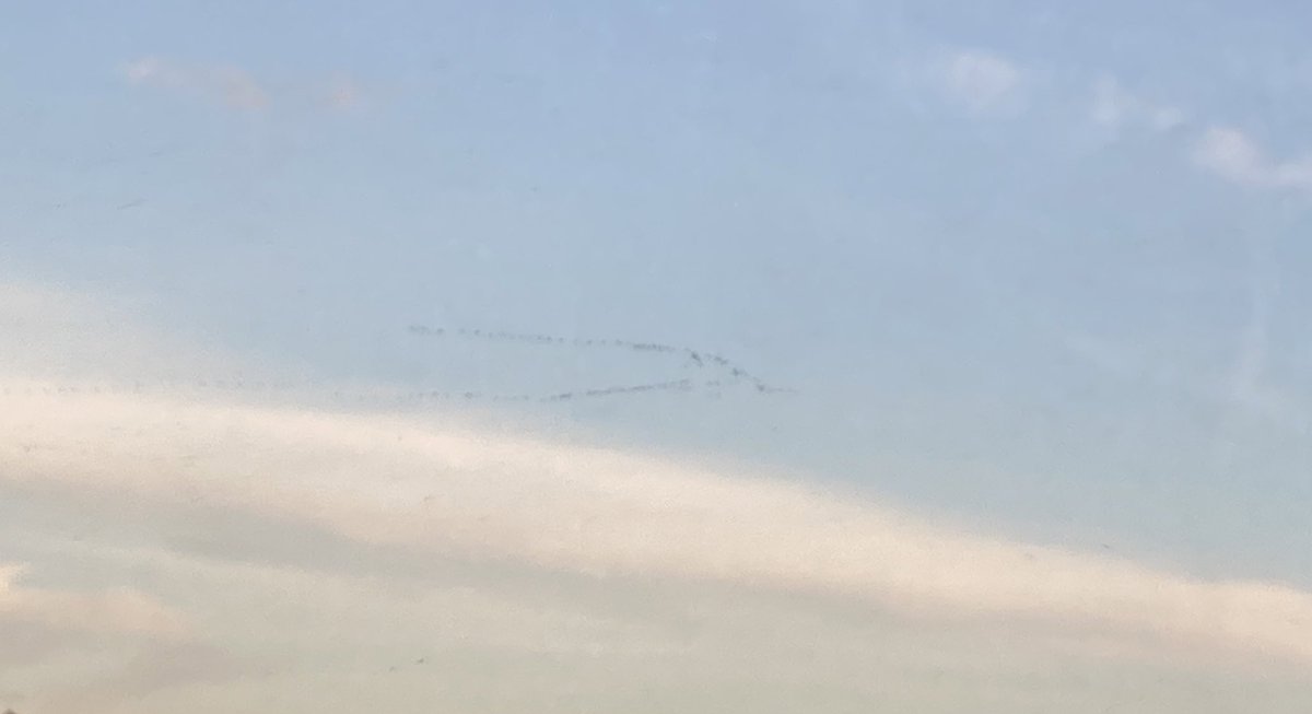 cattroyes tweet media