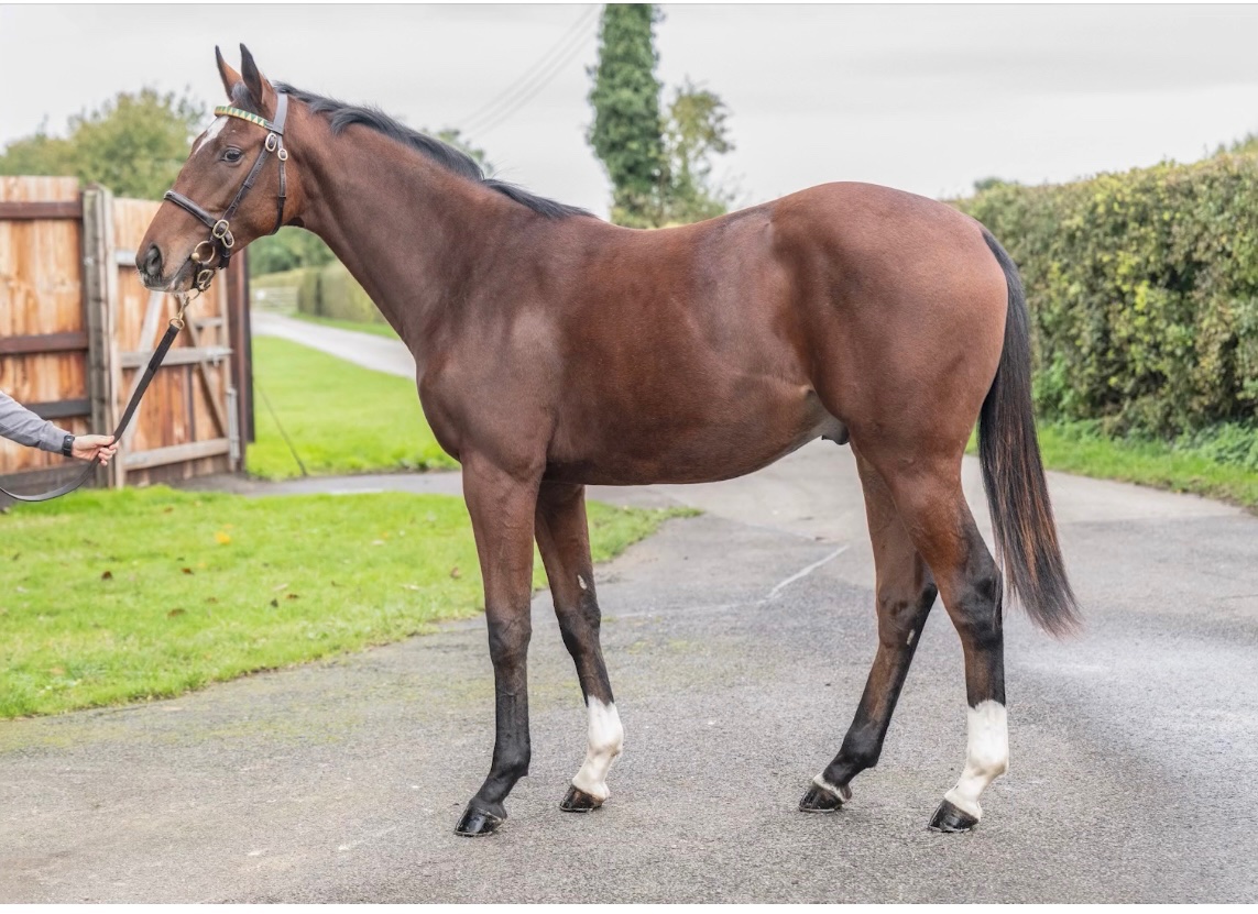 NatStudStallion's tweet photo. Lot 1251 @Tattersalls1766 book 3 is a colt by Time Test consigned by @NatStudStallion! 

A son of STAKES performer Wingingit (Helmet) &amp; a brother to multiple winner Sea Spray.

#NSconsignment #TimeTest #Nsstallions https://t.co/TFmMiAvK1X