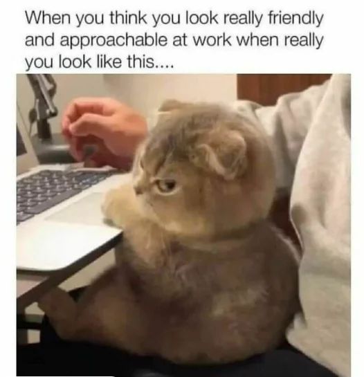 WholesomeMemes (@wholesomememe) on Twitter photo 