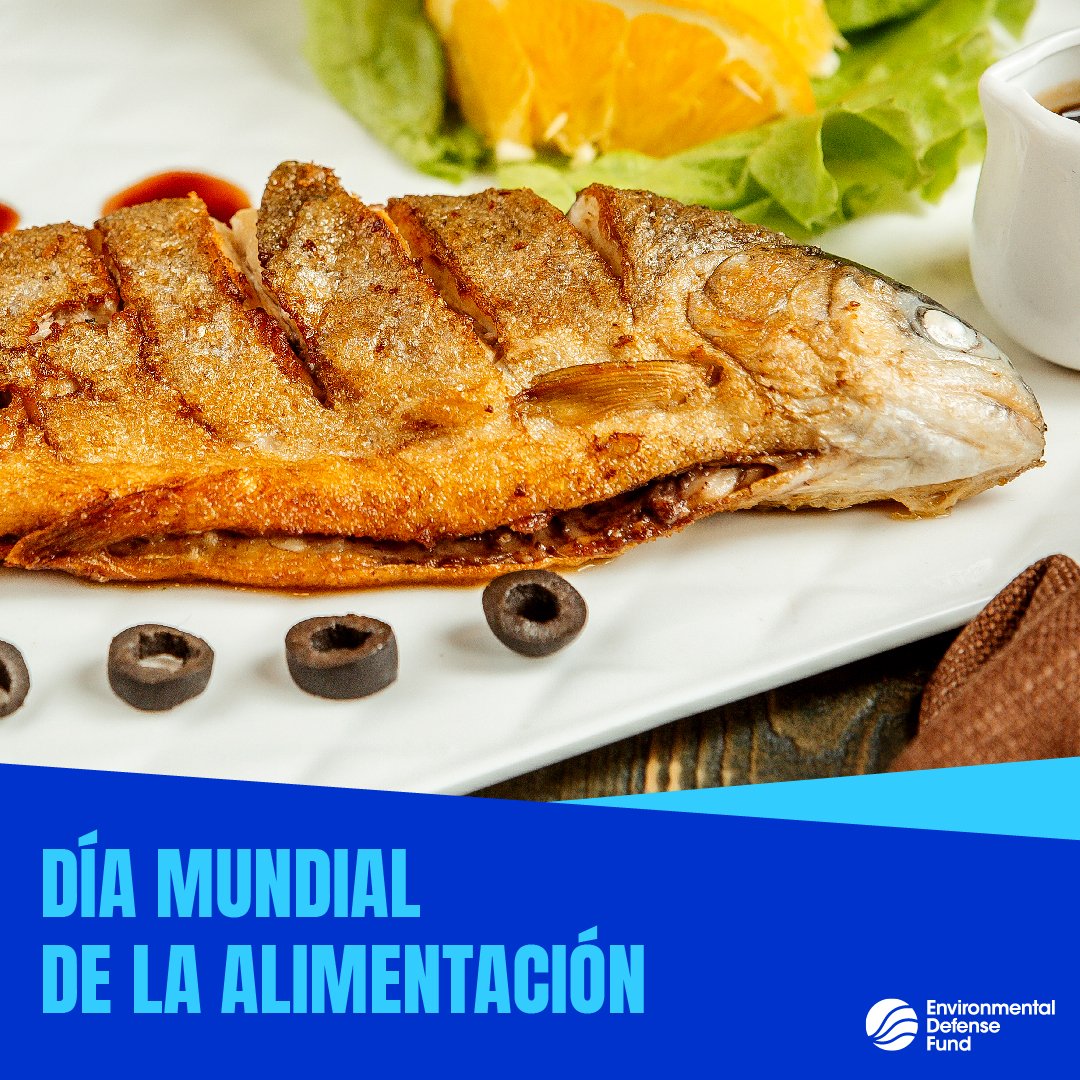 EDF_Espanol's tweet photo. Este #DíaMundialDeLaAlimentación reconozcamos los grandes beneficios que nos ofrecen los #AlimentosAzules: nutrición, seguridad alimentaria y desarrollo de las comunidades costeras, entre otros. ¡Generemos políticas públicas que apoyen su desarrollo sostenible! https://t.co/if012EPYyV