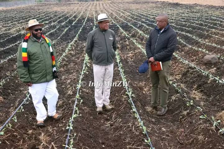 nickmangwana's tweet image. BUHERA
The Minister of Agric, Fisheries, Water &amp;amp; Rural Development Dr A. Masuka who was standing in for H.E.the President Cde E.D Mnangagwa today officiated at the national launch of the the 2024/2025 Season Pfumvudza/Intwasa &amp;amp; Zunde Ramambo/Isiphala Senkosi program which was…