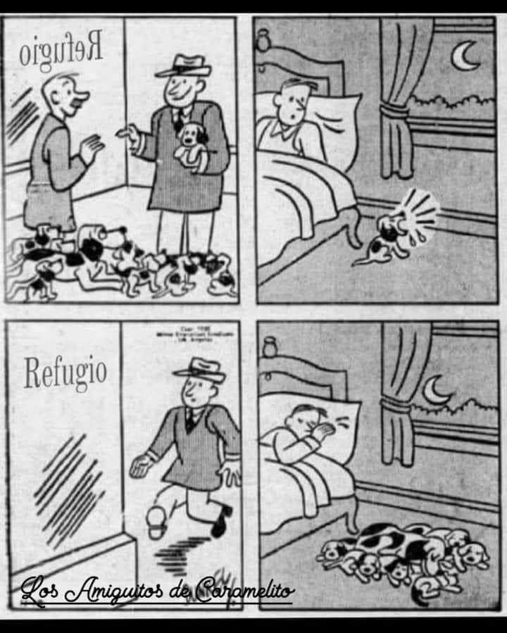 Adoptar es un acto de amor ❤️ ....