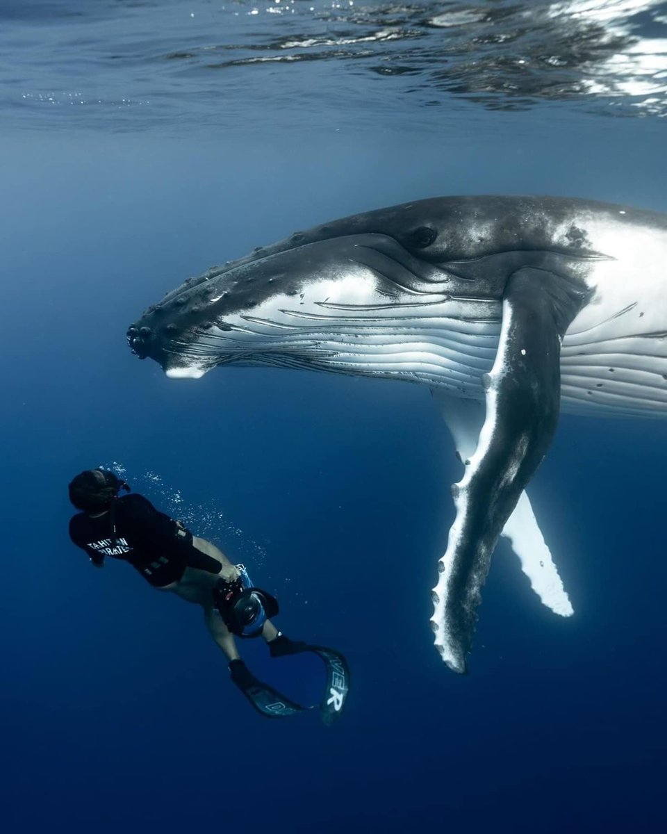 HGranouillac's tweet photo. Pourquoi #Terrebleue ?
L’œil de la baleine à bosse surnommée #SweetGirl par la photographe sous-marine #RachelMoore entre Tahiti et Mo'orea.
Mutilée par l'hélice d'un ferry quelques jours après la photo, elle est morte de ses blessures.
Echangeons le chauffard contre #PaulWatson https://t.co/5oUk6hNHqx