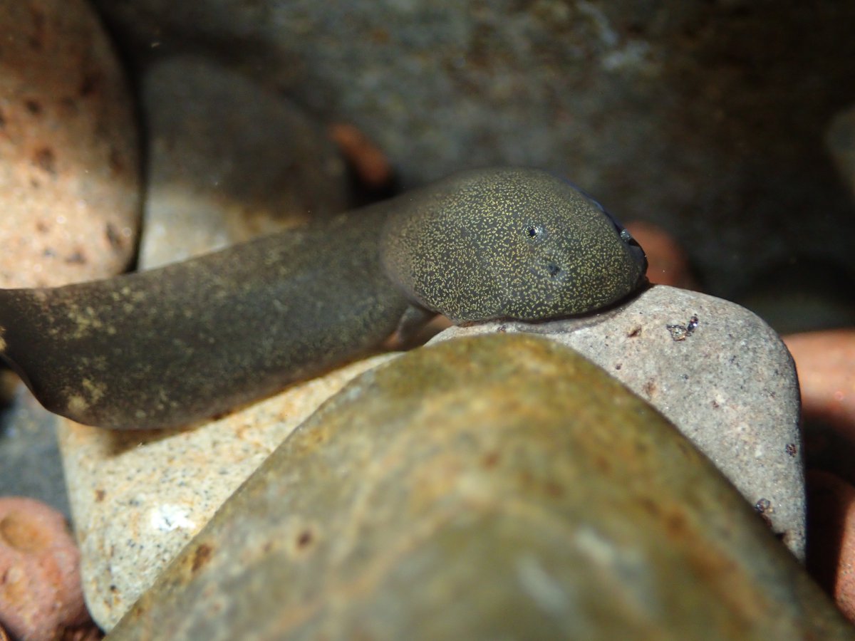 @fieldgenomics.bsky.social tweet media