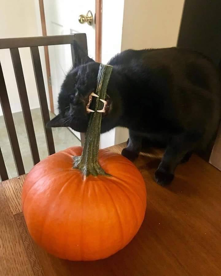 CatWorkers's tweet image. Pumpkin Tester.