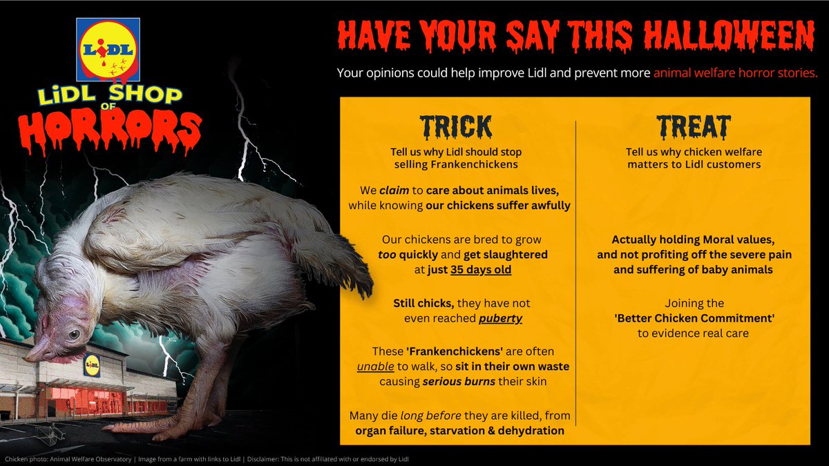 JonathanHogarth's tweet photo. @LidlGB Or @LidlGB execs claiming they care about animals welfare to customers 🤷‍♂️🐥 https://t.co/bH89peQLLE