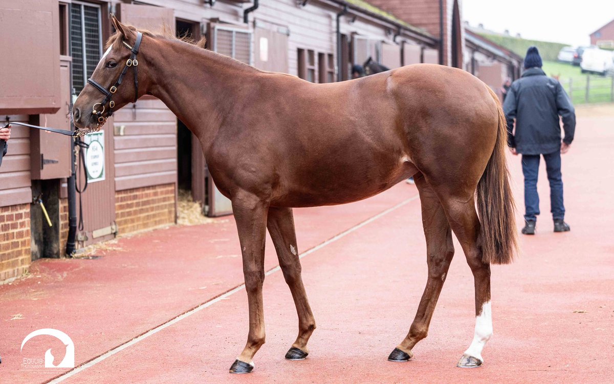 Robinson96Joe's tweet photo. Racey Space Blues filly with a great step selling tomorrow @Tattersalls1766, Lot 1350 @DarleyEurope https://t.co/ZA8sLRaFdq