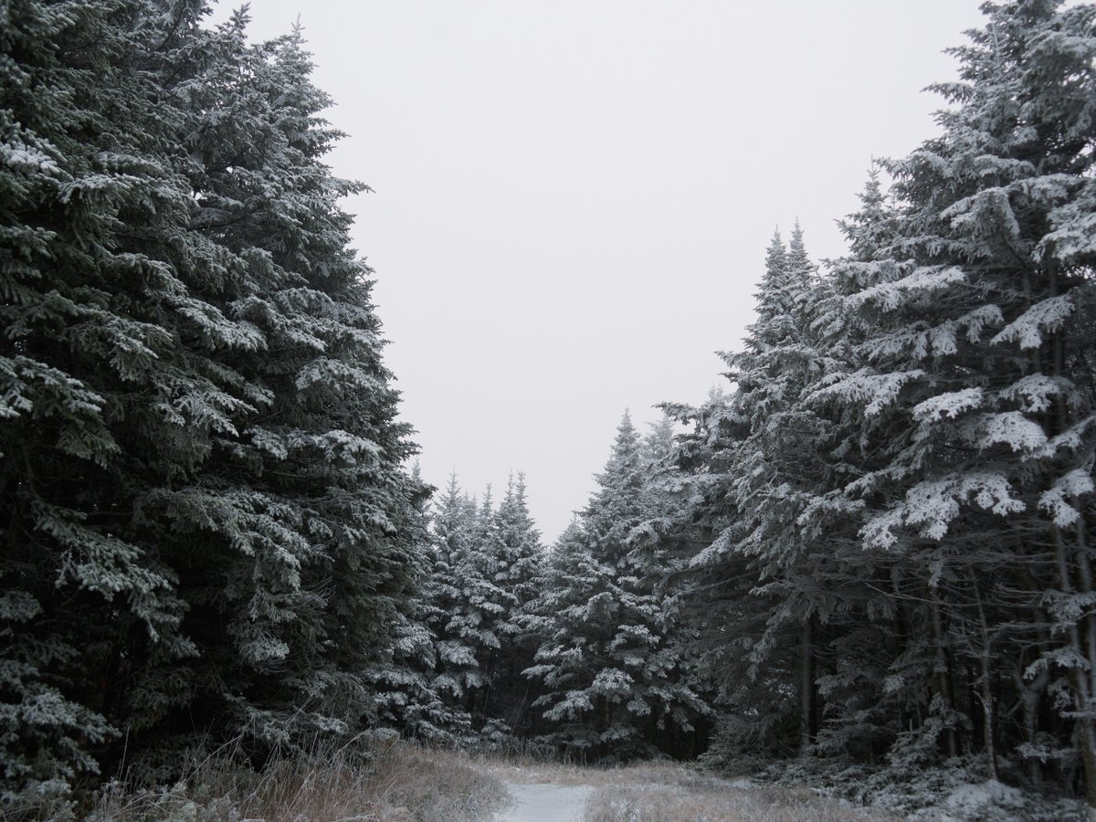 Mount Snow tweet media