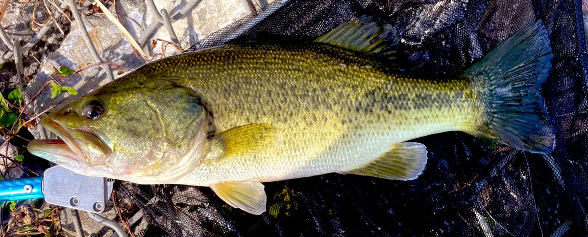 バス釣りにハマった「元」アラフォー (@21_7bassfishing) / Posts / X