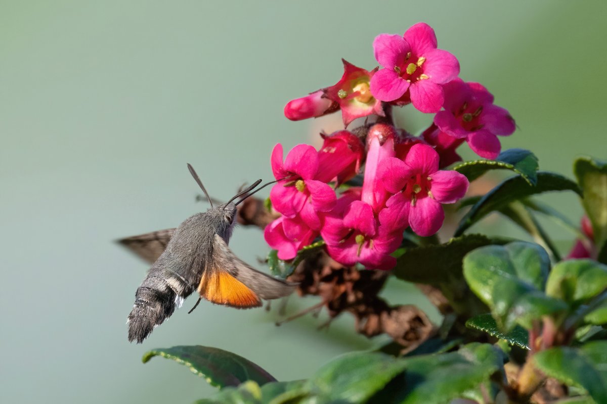 Final post about  Scilly. 11th was my last day. We went to the north of St. Mary's then all the way back for an isabelline wheatear 😂Then I had to run up a hill to see a black kite while packing - and also managed shots of a cheeky black red and lovely HB hawkmoth. Phew...