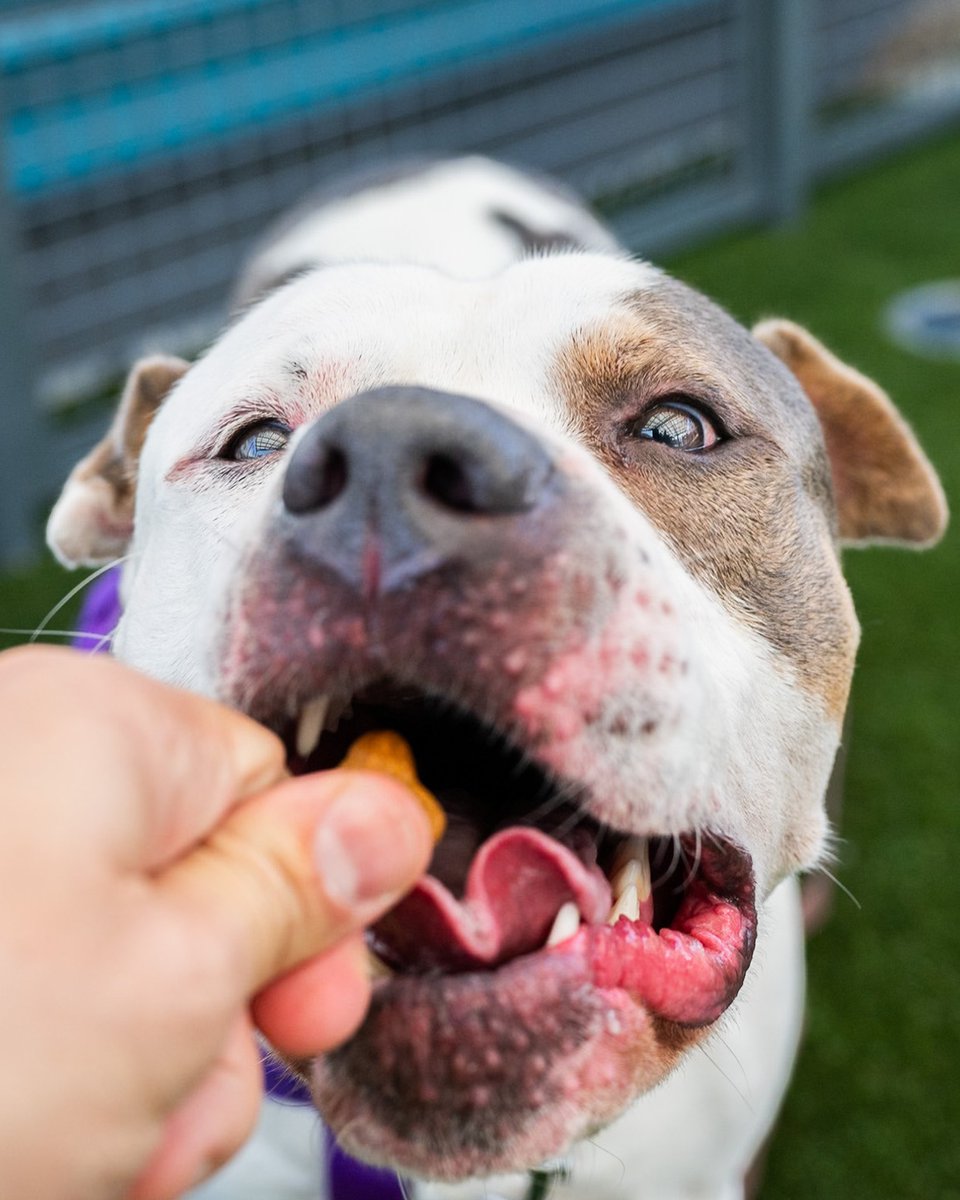 thedogist's tweet photo. ADOPTABLE via @NYCACC : Zeusy Roll, mix • “He’s our longest stay in the building. He’s very treat-motivated and very smart. I think the right owner for him would be an experienced dog owner. I could definitely see him curling up on someone’s couch for a movie marathon.” https://t.co/H6B8UVnuei