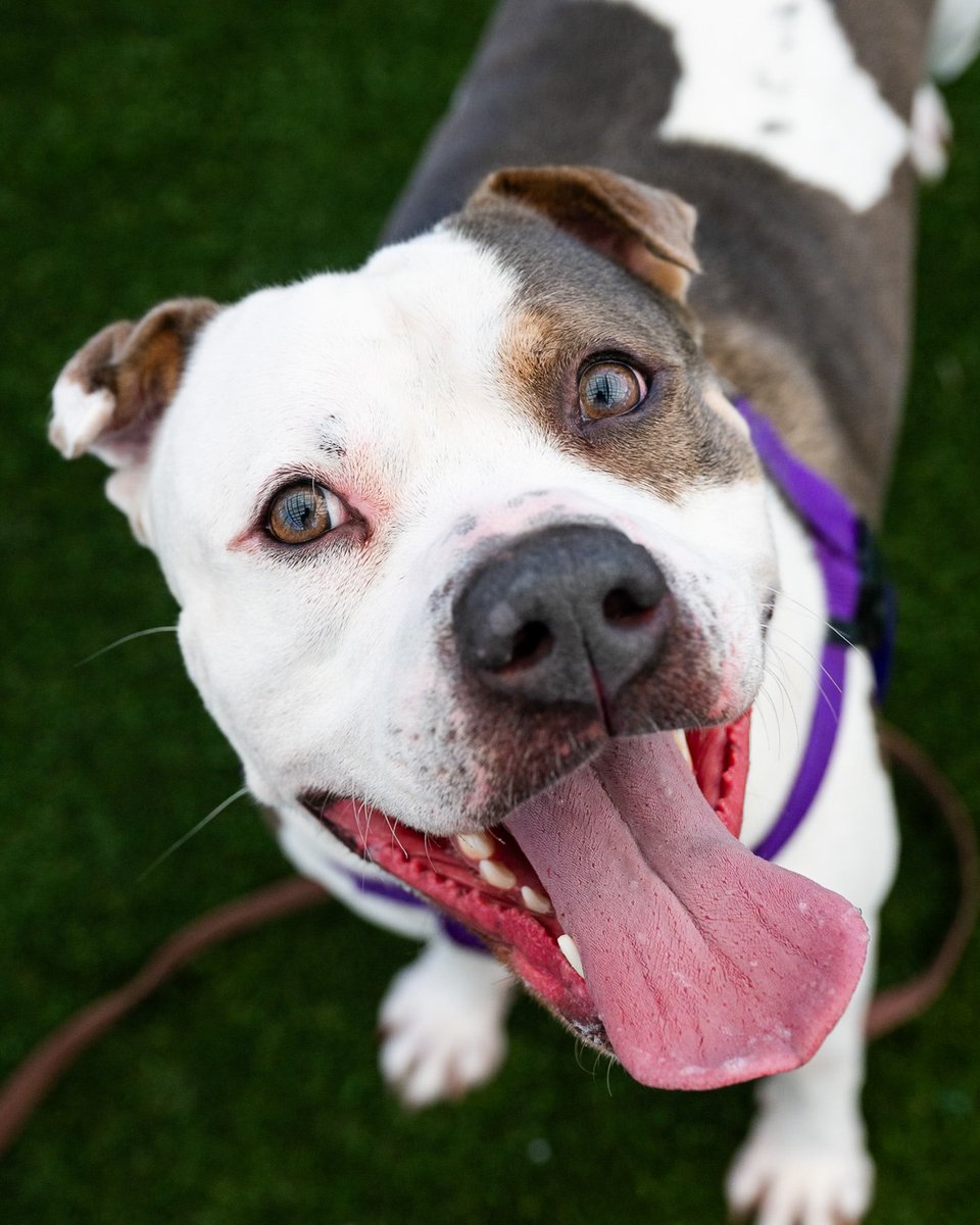 thedogist's tweet photo. ADOPTABLE via @NYCACC : Zeusy Roll, mix • “He’s our longest stay in the building. He’s very treat-motivated and very smart. I think the right owner for him would be an experienced dog owner. I could definitely see him curling up on someone’s couch for a movie marathon.” https://t.co/H6B8UVnuei