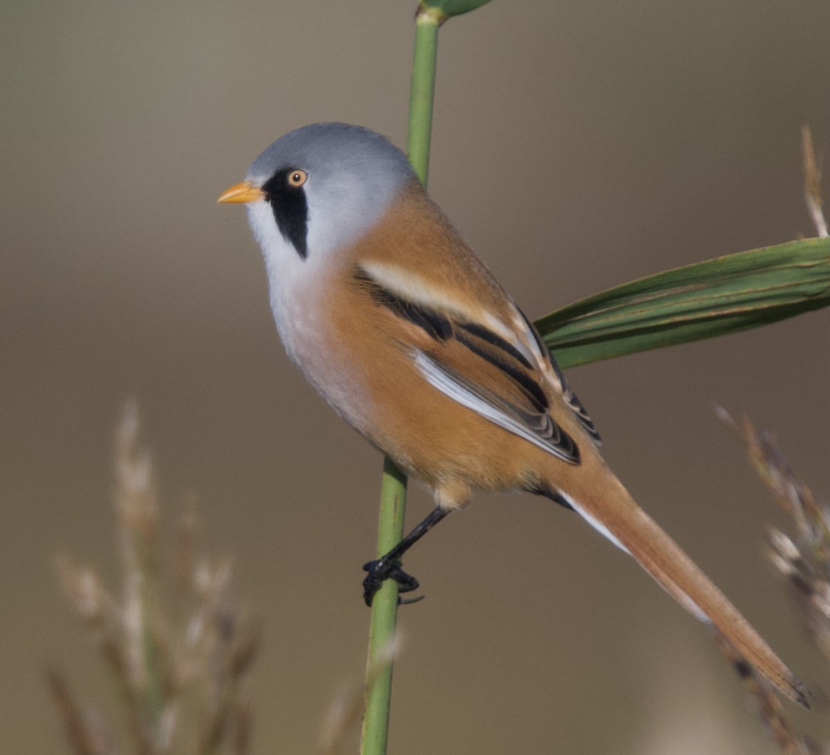 Harry Hedgehog tweet media