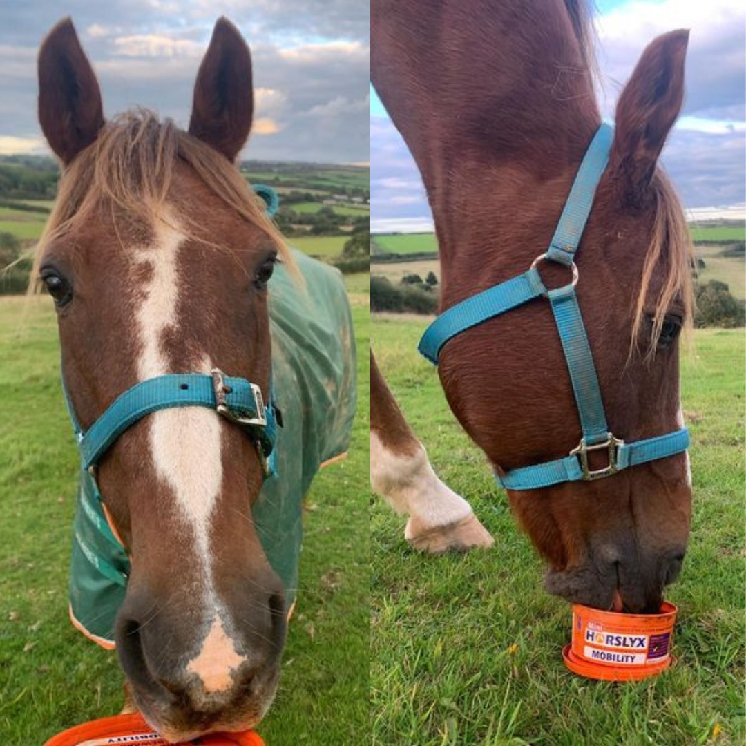 A Mini Mobility Horslyx for the lovely Cooper 👅💪🏻

Thanks to @elle.s.horses for tagging us in in these brilliant photos!

Horslyx Mobility Balancer is perfect for horses of all ages and breeds, helping to maintain healthy joints💪