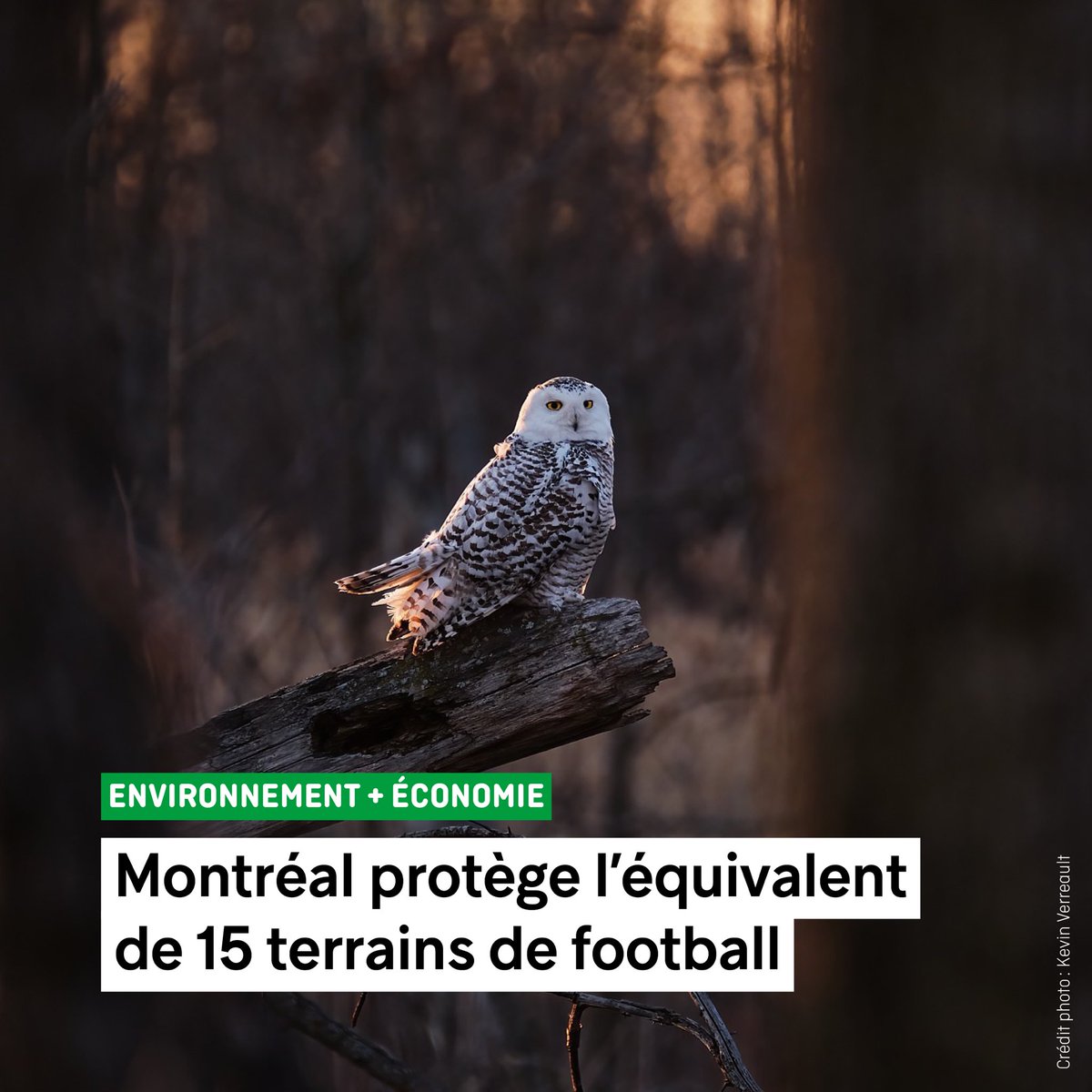 Val_Plante's tweet photo. Je suis fière d’annoncer que Montréal et Hypertec ont conclu un accord qui mènera à la protection de 11 hectares du parc-nature des Sources. 

Une annonce qui démontre qu’on peut allier développement économique et protection de la biodiversité. https://t.co/YY1SSyXbeh