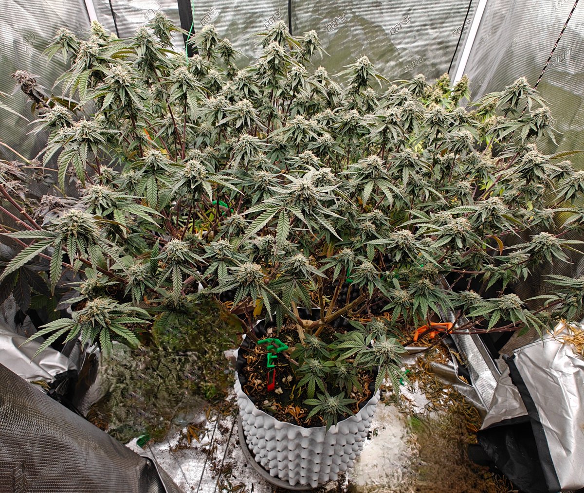 Auto_Seeds's tweet image. Excellent use of training to open up the canopy of this Durban Poison plant 👏

This helps to increase light penetration across all bud sites resulting in bigger yields ⚖

📷 Drownomatic (via AFN)

#superautoseeds #durbanpoison #autoflower #indoorgrown #autoflowerseeds