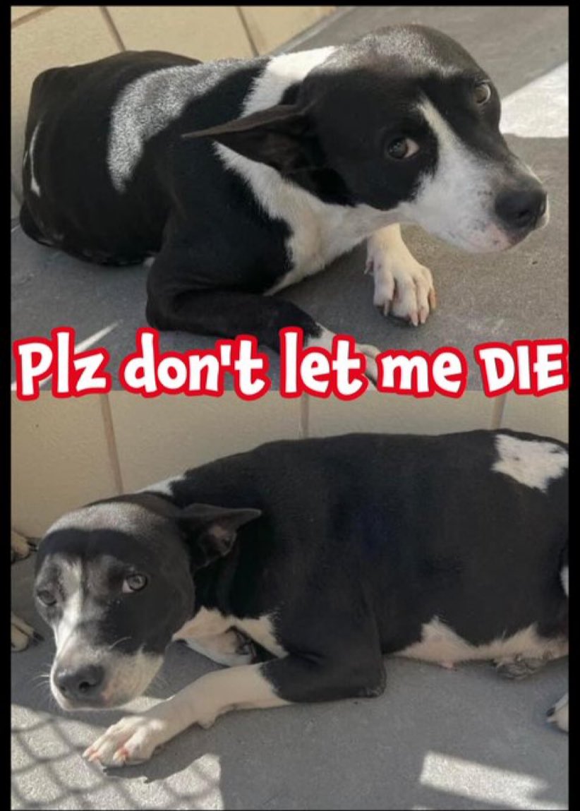 LilacMoon_8's tweet photo. @RoCoGB This sweetie needs a hero NOWβ£οΈβ£οΈ #A373303
Please pledge/rescue -STAT
Injured AND possibly pregnant πππ @SSSD_rescue
@scoutsrescue
#rejectedanimals
@animals112
@dfwrescueme
@godsdogsSA
@pawsandmoretx
@LostpawsresTX https://t.co/VL6xRsHRcp