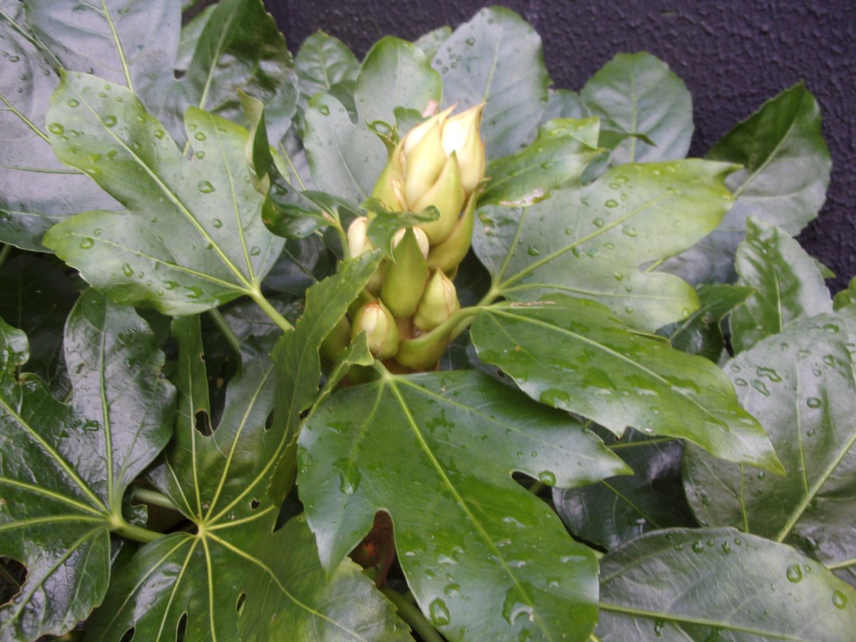 folkestoneshed's tweet image. The entrance to the project looks super tropical!