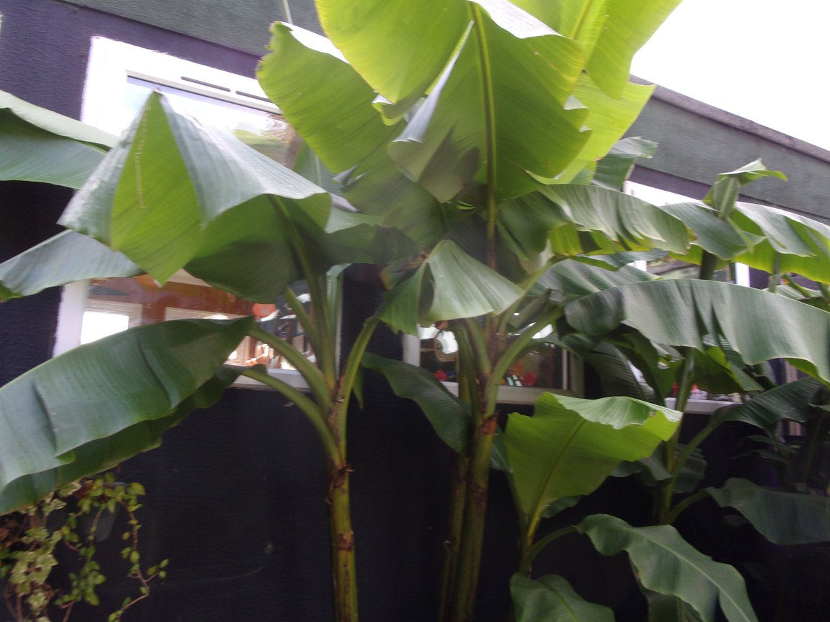 folkestoneshed's tweet image. The entrance to the project looks super tropical!