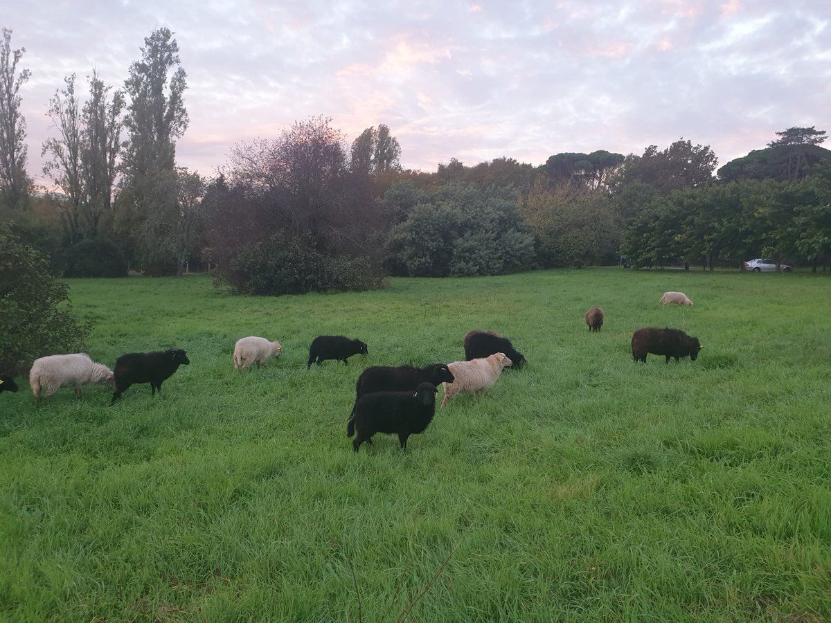 Morning view from the meeting room today: the
<a href="/univbordeaux/">Université de Bordeaux</a>  's brand-new lawnmowers in action! 🚜
