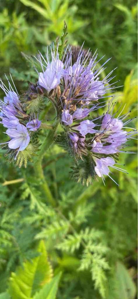 Brigitte Akın 🇩🇪🇹🇷 (@brigitt01214804) on Twitter photo Meine Rainfarn-Phazelie (Phacelia tanacetifolia) Beobachtung, aufgenommen am 16. Oktober 2024 17:15 mit der <a href="/Flora_Incognita/">Flora Incognita</a> App (floraincognita.de). Meine Rainfarn-Phazelie (Phacelia tanacetifolia) Beobachtung, aufgenommen am 16. Oktober 2024 17:15 mit der <a href="/Flora_Incognita/">Flora Incognita</a> App (floraincognita.de).