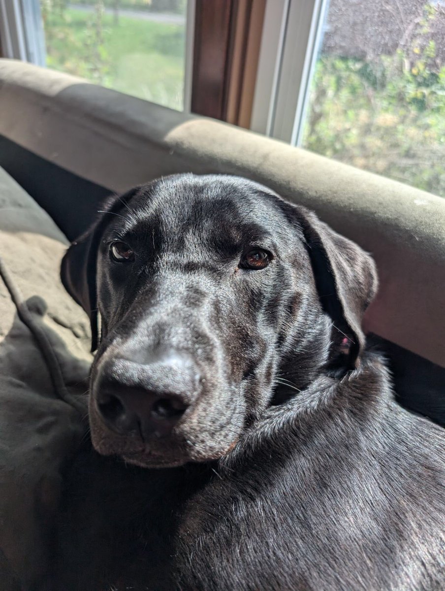 MAD Pritch 🌹 tweet media