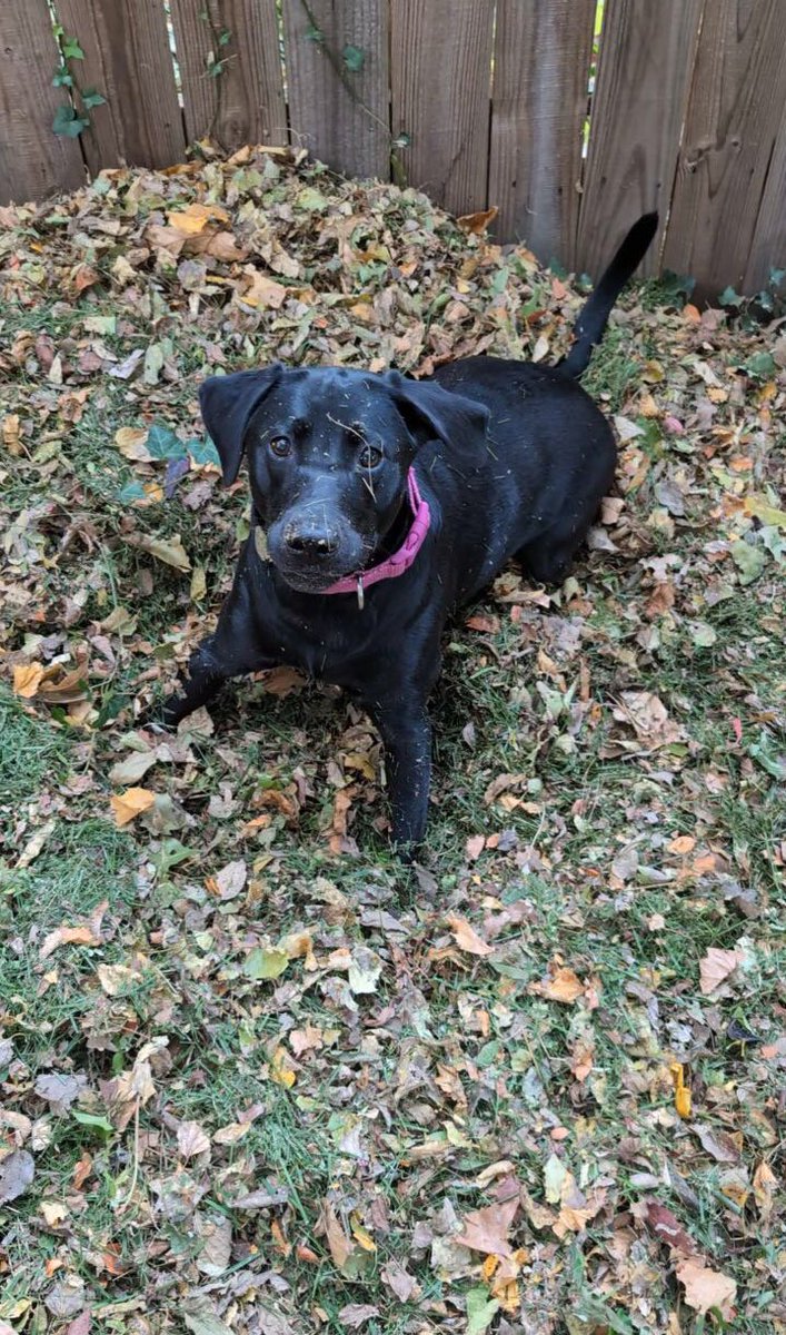 MAD Pritch 🌹 tweet media