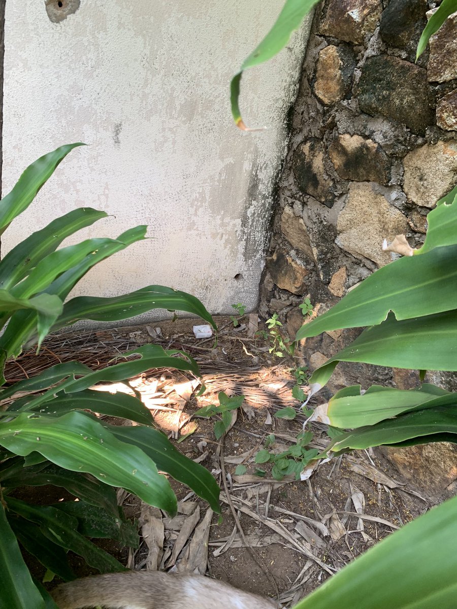 BelishaMar's tweet photo. Thanks @coralclubes If you throw the garbage in your neighbors' house,if you paint the walls of your neighbors with your colors,if you enter to steal your neighbors' house,if you hurt your neighbors…how the people call that in the USA?🥰
@IGFGolf 
@fernandolemmen @luisblancofmg https://t.co/hnZ7qFwHSH