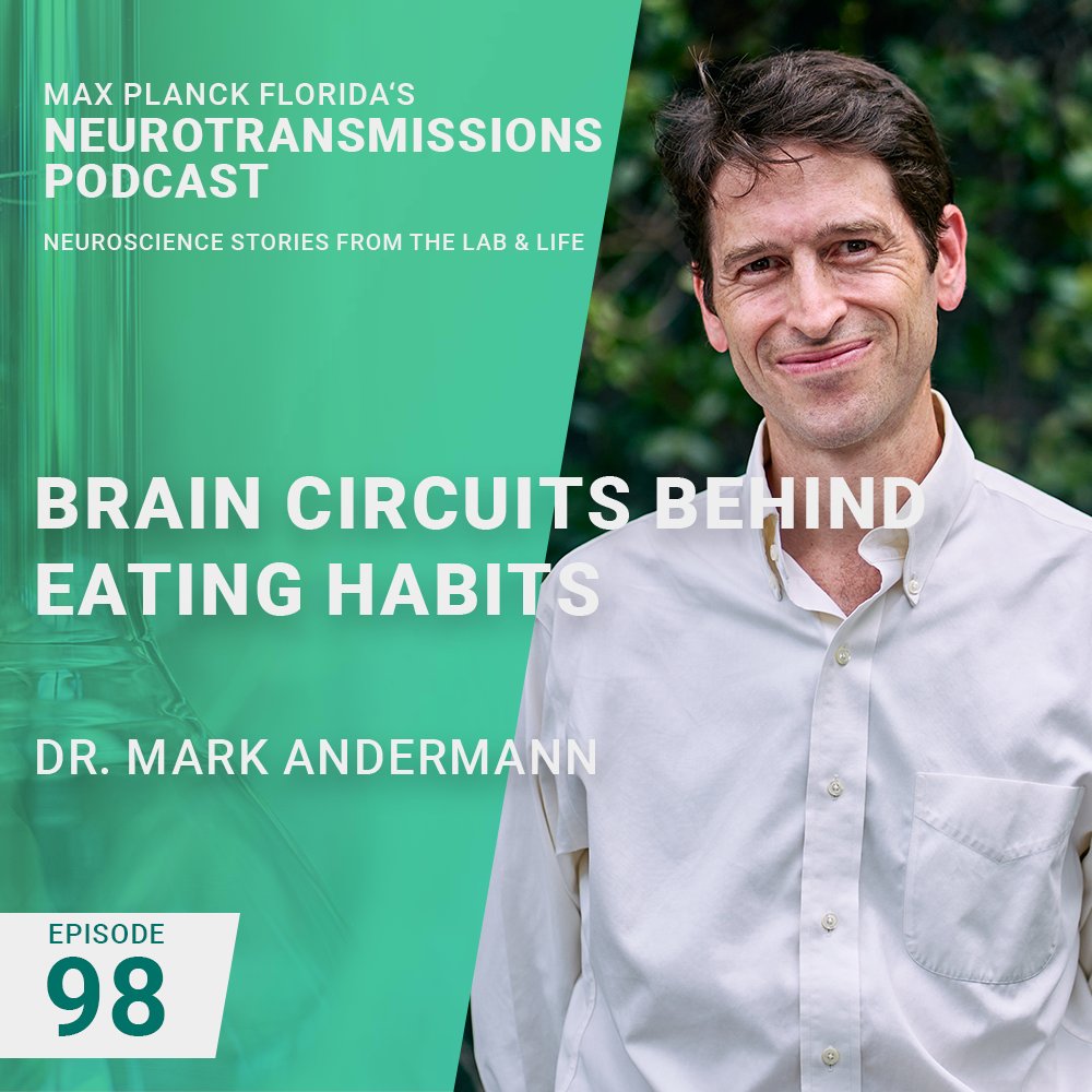 MPFNeuro's tweet image. Podcast episode 98 is out! We explore the world of neural circuits with @andermann_mark from @BIDMChealth & @Harvard. Hear how our brain controls hunger & satiety, and what happens when these systems malfunction.
Listen on all podcast platforms.
Watch on YT:…