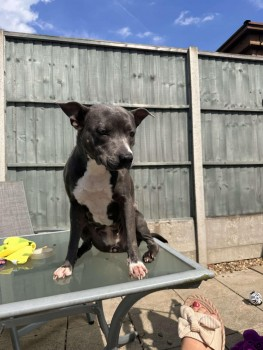 millypod1's tweet photo. NEED TO LOCATE FINDERS. IVY NEEDS MEDS

🆘15 OCT 2024 #Lost IVY #ScanMe #Tagged
Grey &amp; White Staffordshire Bull Terrier Female
Last seen being put into a car by a man &amp; a woman on Dalby Road #MeltonMowbray #Leicestershire #LE13 Seen on CCTV. PLEASE SHARE 
https://t.co/1V0CYgejZu https://t.co/Zpndzu3jCQ