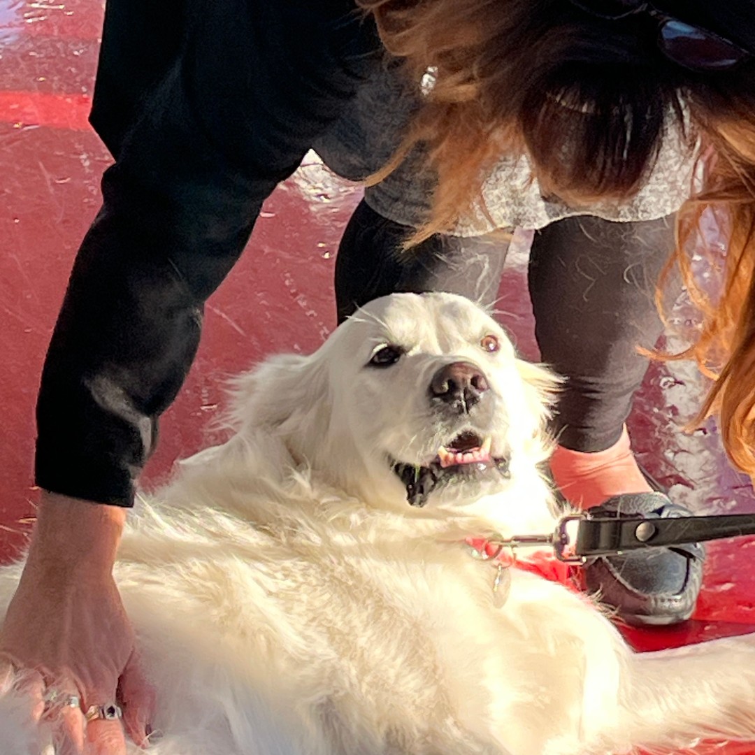 District 230 tweet media