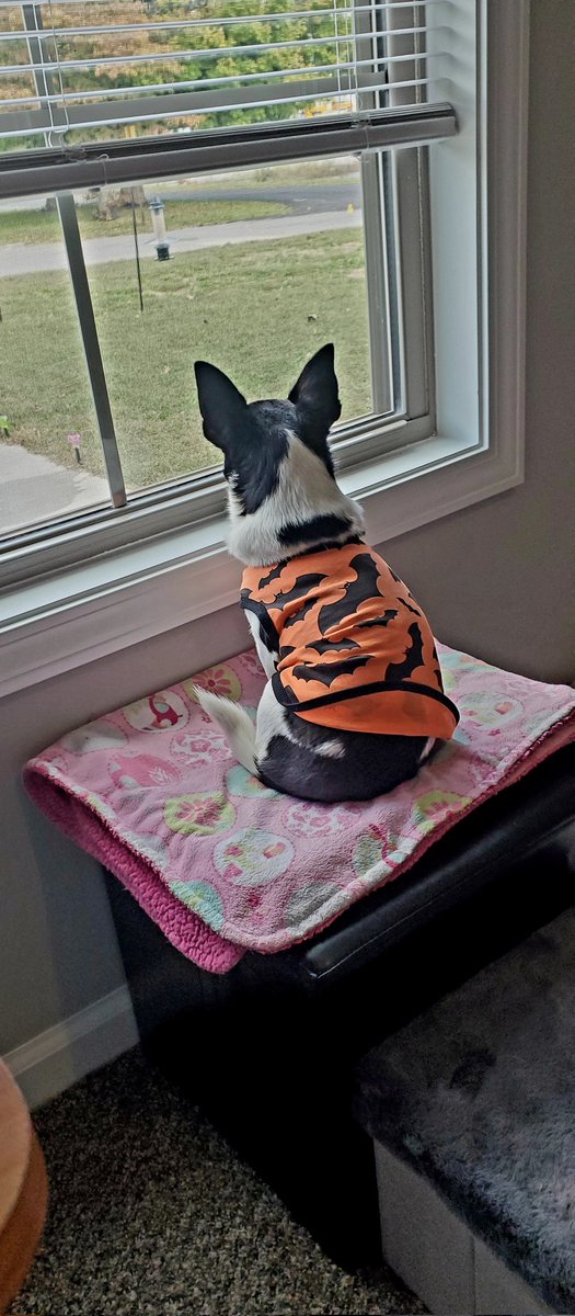 Doc🌈😇 & Luna's Mommy tweet media