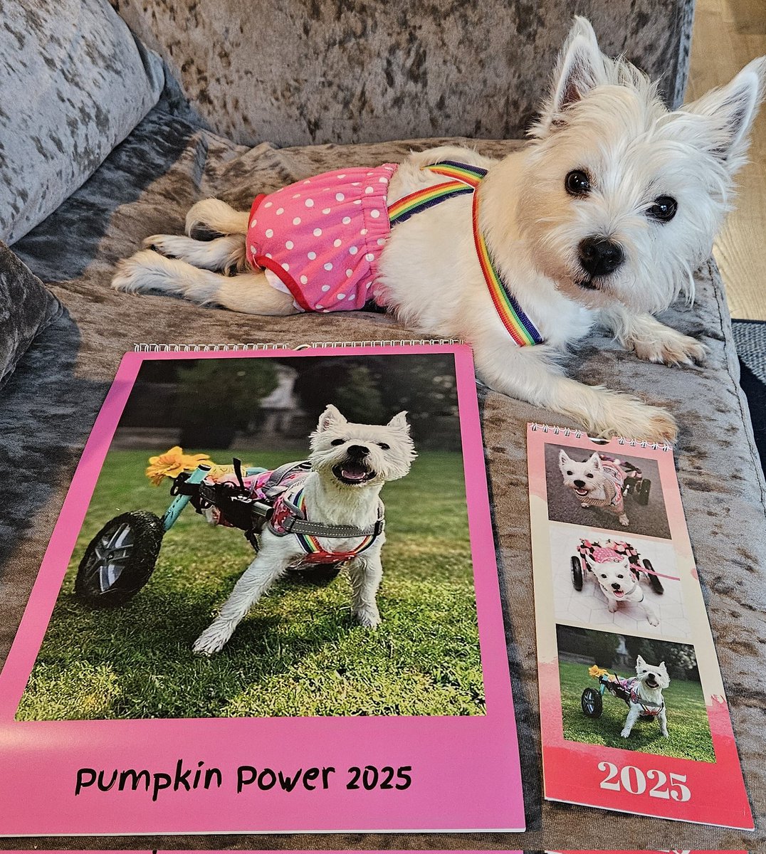 PumpkinPuppy3's tweet image. Pumpkin wants you to know she still has lots of calendars (too many) available to buy ❤️
The sale of these Pumpkin Power calendars goes towards Pumpkins ongoing care. £1 from each sale also gets donated to Pumpkin &amp;amp; Friends Charity 1199484 
pumpkintheparalysedwestie.com/shop