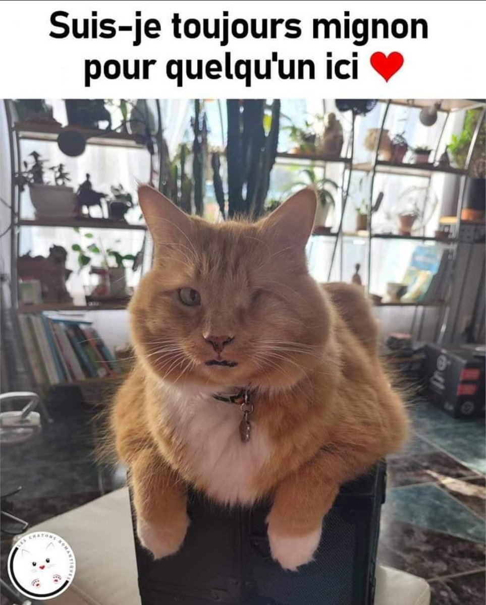 Planimaux tweet media