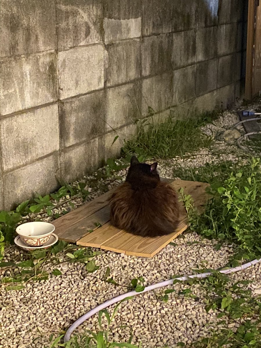 kuronyannel's tweet photo. くろニャンです。

#猫 #野良猫 #くろニャン #長毛 #cat #black #たぬき https://t.co/ytKqTraddT