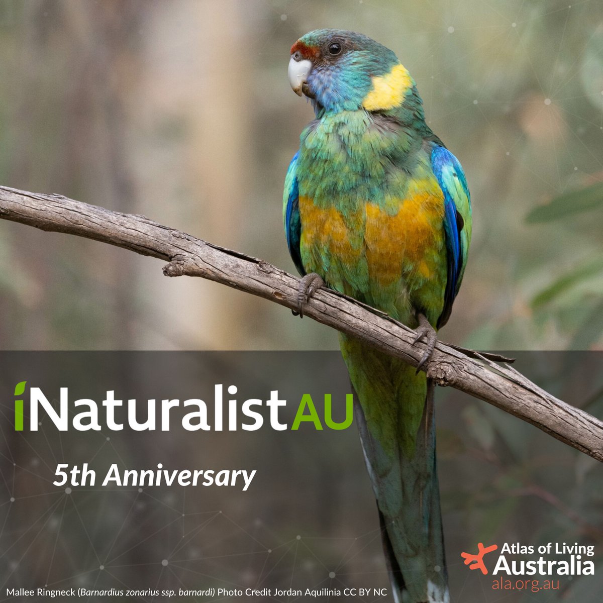 Congrats to iNaturalist 🇦🇺 for five laps around the sun! ☀️ 📊🤳 

Thanks to you amazing #citizenscientists, they've just hit: 

- 9,000,000 species observations...

- Of 60,000 different species... 

- From 100,000 observers!

Read more below: 

📚🔗 | spr.ly/6013qKWRh