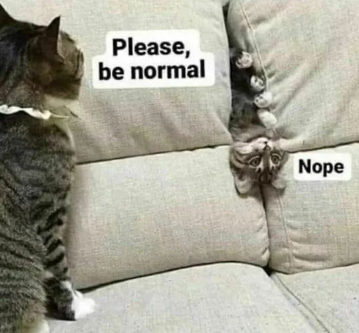 WholesomeMeme's tweet photo. https://t.co/Kc6DQaD5pc