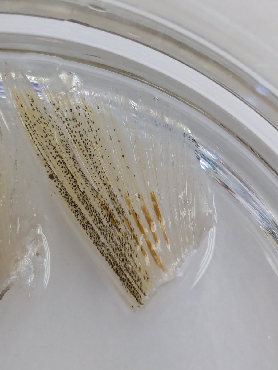 Emily S Durkin, PhD 💯 tweet media