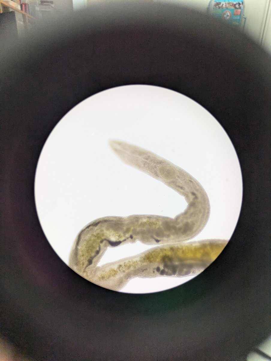 Emily S Durkin, PhD 💯 tweet media