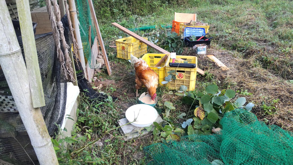 rokurokumancyan's tweet photo. うちに烏骨鶏がやってきた
そして、今までの住人、いや住鶏は追い出されました
今、隣に簡易小屋作成中
早く、ちゃんとした養鶏小屋つくらねば https://t.co/V6mB93V0hx
