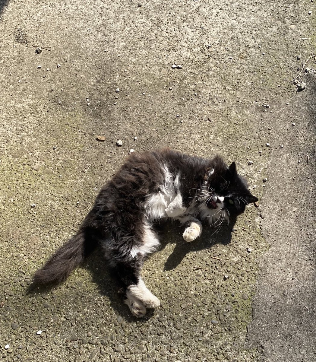 kuronyannel's tweet photo. くろニャンです。  
#猫 #野良猫 #くろニャン #長毛 #cat #black #たぬき#ゴロゴロしながらあくび https://t.co/bbSqu4XTJ5