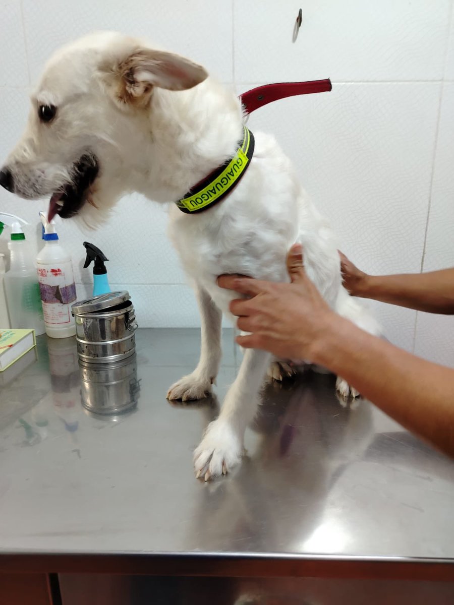 peravi's tweet photo. ACTUALIZACIÓN: BLANCA PERRITA ATROPELLADA. Recien me enviaron las fotitos. Ella ya fue esterilizada y ya le sacaron los puntos. Ahora le toca su vacuna S/50 y su control con el traumatólogo S/50 si la pueden ayudar 🙏🏽 yape/plin: 922 912 750 gracias por apoyarla 💜 https://t.co/jZXaZ0ZsOH